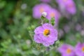 Pink rock-rose Cistus creticus shrub saucer shaped, crinkly petaled, deep pink flowers Royalty Free Stock Photo